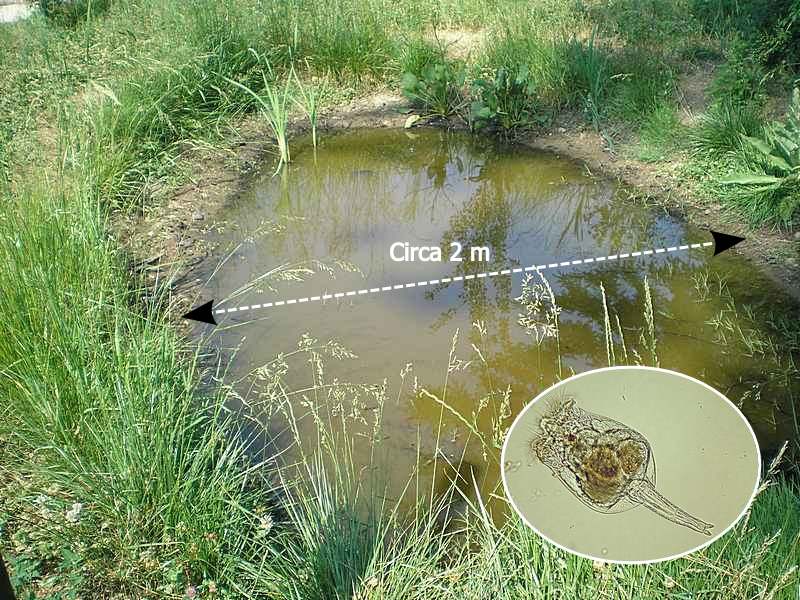 Brachionus e l''ambiente: seconda parte